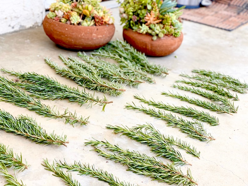 Fresh rosemary cuttings 50 6 to 9 rosemary sprigs for propagating rosemary, rosemary gardening, grow your own herbs and more image 4