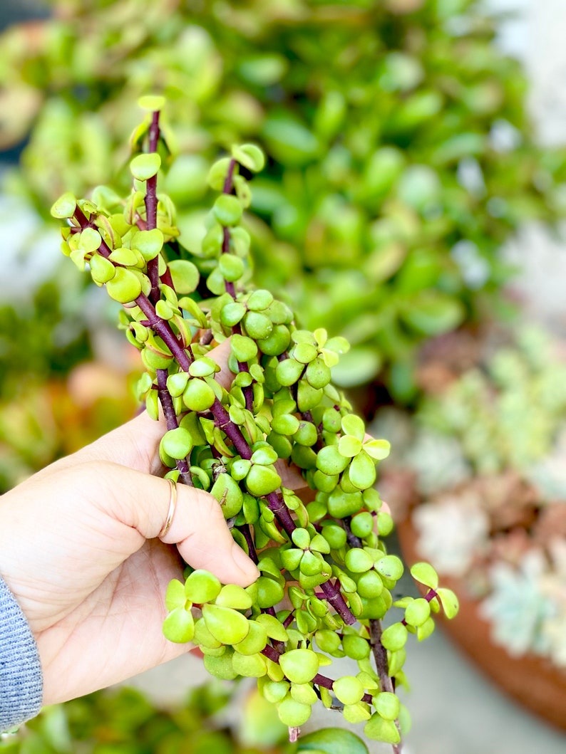 25 Large Succulent Stems Cuttings Aeonium Hawrothii Kiwi Etsy