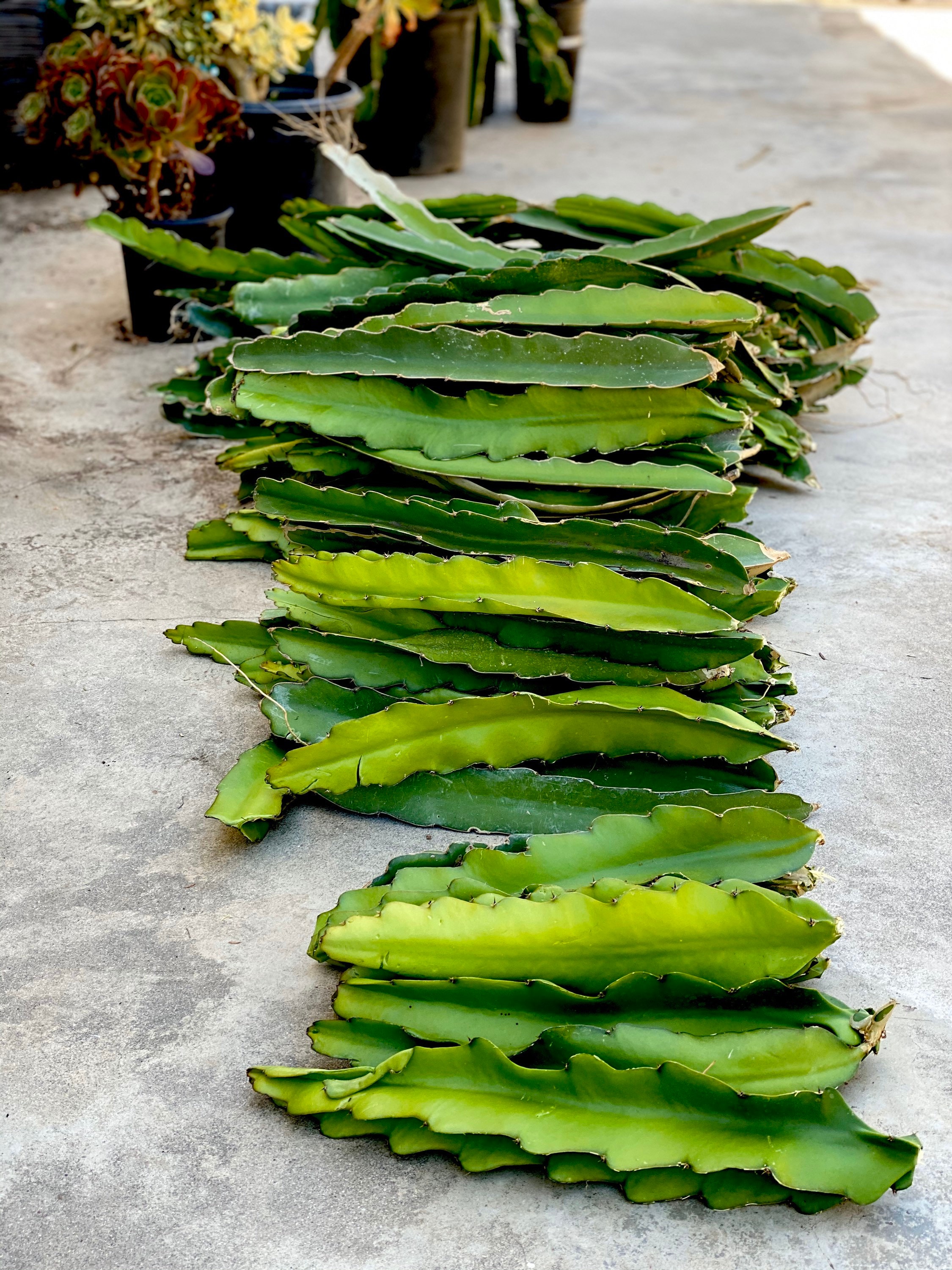 アリシアスタン 2024 Madeline Pitaya 3 Dragon Fruit Cuttings 24” to 36” Pitahaya Stem White Flesh