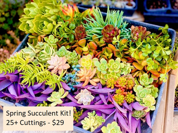 25+ Colorful Succulent Cuttings Kit: Easy Grow, Drought Tolerant - Etsy