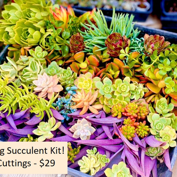 Spring Succulent Planting Kit - 25+ Large Succulent Cuttings - Easy to Grow, Colorful Succulent Selection, Drought Tolerant Ready for Spring