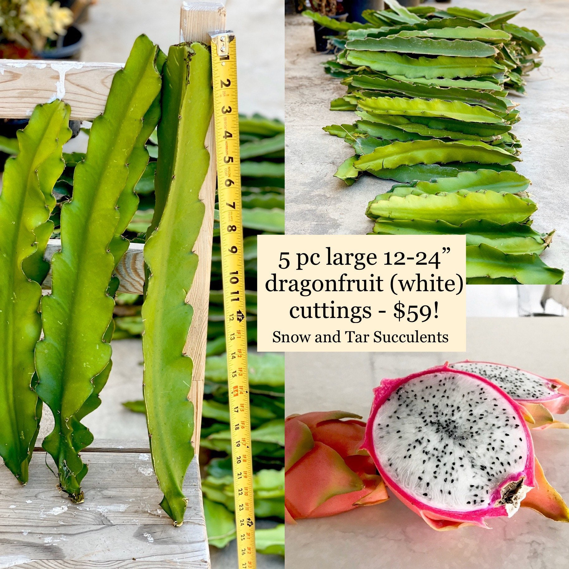 5 Large Dragon Fruit Plant Cuttings Pitaya White Fruit 12