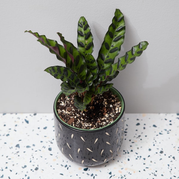 Calathea Rattlesnake, lancifolia, plante d’intérieur enracinée