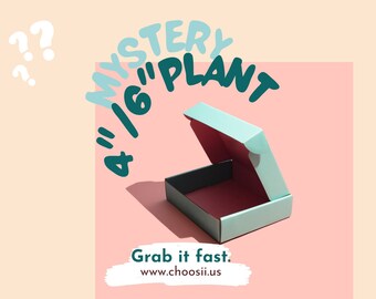 Mystery Box with 4" or 6" Houseplant!