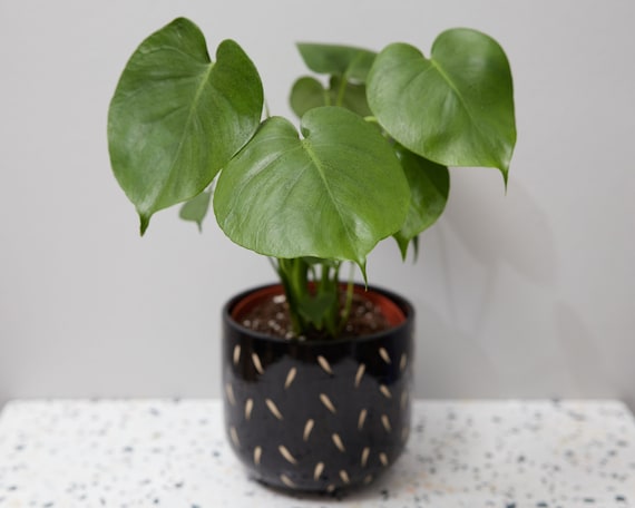 parlor palm plant Medium Parlor Palm main image 0