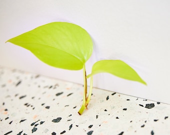 Neon Pothos - Uncommon Plant Cutting - Easy Propagation and Grow