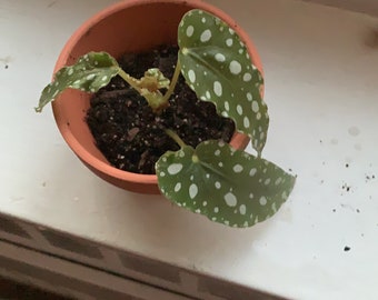 Begonia Maculata - Angelwing Polka Dot  ‘Wightii’  Houseplant Stem Cutting