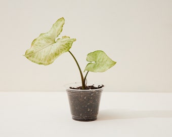 May include: A small, white and green plant with two leaves growing in a clear plastic pot. The plant is sitting on a white surface.