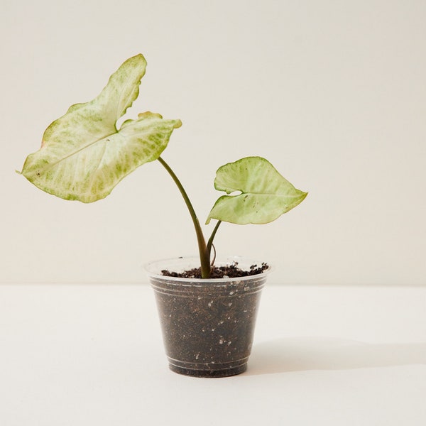 White Butterfly Syngonium - Arrowhead Plant 4"