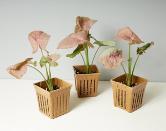 May include: Three pink and green houseplants in brown square pots. The plants have large, heart-shaped leaves.