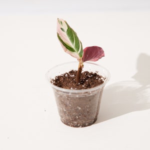 calathea orbifolia gre LP CALATHEA ORBIFOLIA 6.5 IN
