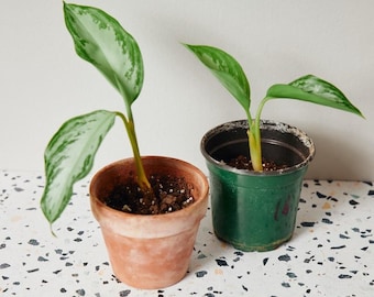 May include: Two potted plants with green and silver leaves. The plants are in different sized terracotta pots. The plant on the left is in a larger pot and the plant on the right is in a smaller pot.