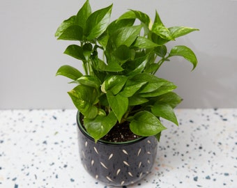 Pothos (Lightly Variegated - Golden) Houseplant Cutting 4" 6" Live Plant