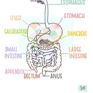 The Digestive System