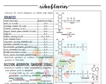 リボフラビン（B2）