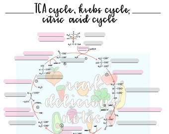 TCA/クレブス/クエン酸回路ワークシート