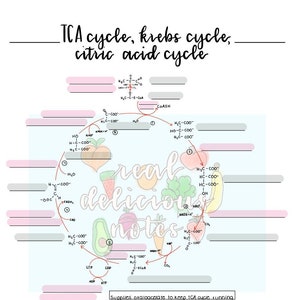 Könnte beinhalten: Ein farbenfrohes Diagramm, das die Schritte des Citratzyklus, auch bekannt als Krebs-Zyklus oder TCA-Zyklus, veranschaulicht. Das Diagramm zeigt ein kreisförmiges Flussdiagramm mit chemischen Formeln und den Namen der am Prozess beteiligten Moleküle. Der Text "real delicious notes" ist in einer verspielten Schriftart über dem Diagramm geschrieben.
