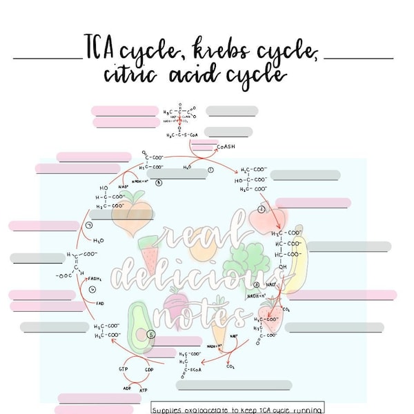 TCA/Krebs/Citric Acid Cycle Worksheet