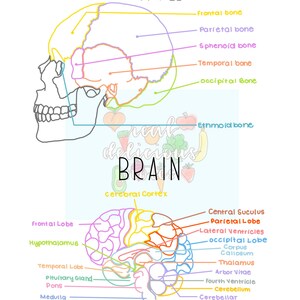 Skull and Brain Anatomy