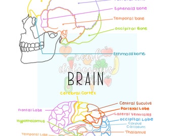 頭蓋骨と脳の解剖学