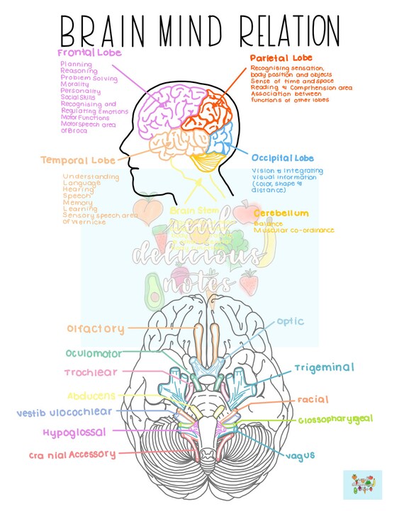 Anatomy Of Skull And Brain Human Skull And Brain Model, With Sutures
