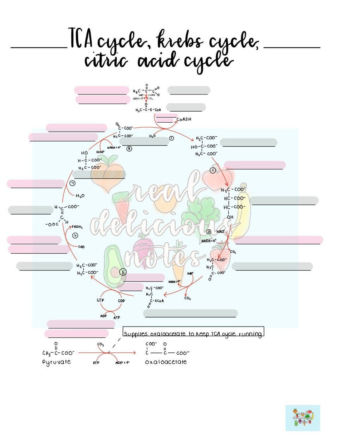 Tca/krebs/citric Acid Cycle Worksheet Etsy Tca/krebs/citric Acid Cycle Worksheet Etsy