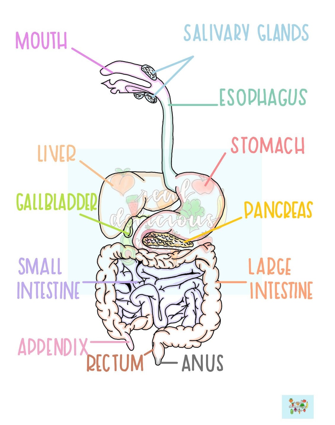 The Digestive System - Etsy Australia