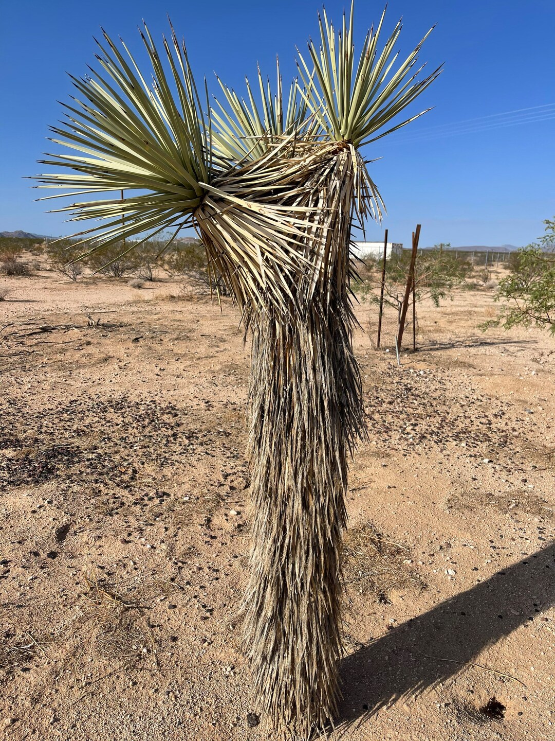 Yucca Brevifolia SEEDS joshua Tree Seeds From Joshua Tree Etsy