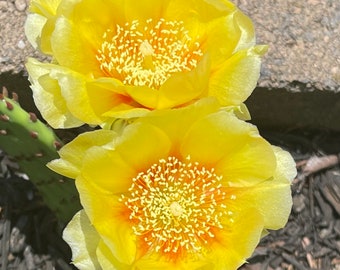 Opuntia Humifusa Cactus Cutting - Eastern prickly pear cactus, cold hardy, flowers yearly & easy to grow.