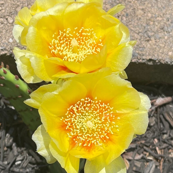 Opuntia Humifusa Cutting - Eastern prickly pear cactus, cold hardy, flowers yearly & easy to grow.