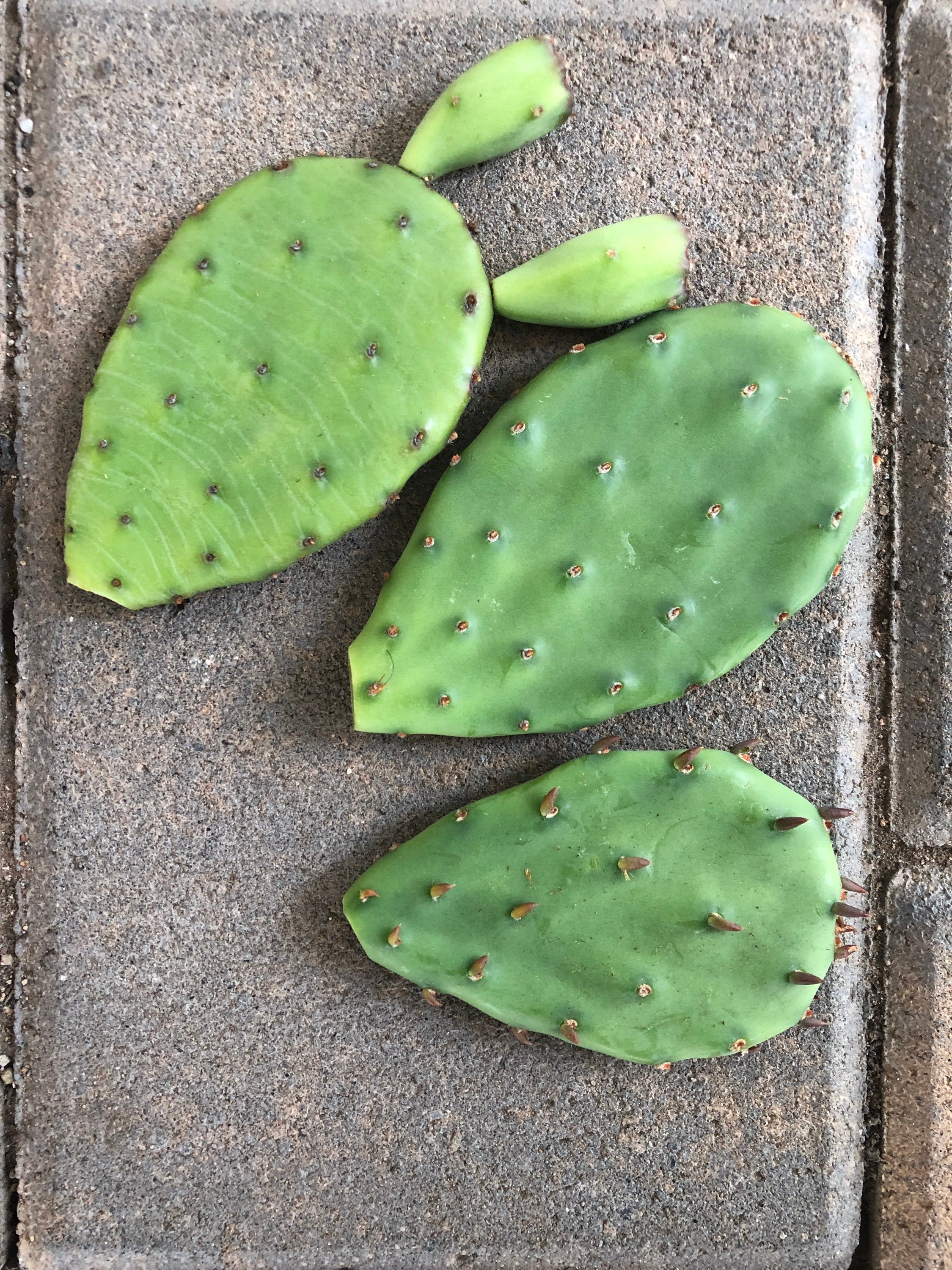 One Opuntia Humifusa (Eastern prickly pear cactus)