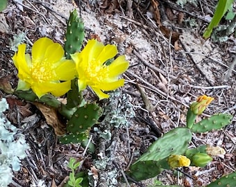 Rare Fully Rooted Opuntia drummondii / pusilla