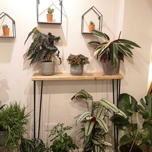 May include: A wooden console table with black hairpin legs, featuring a variety of potted plants, including a large green plant with white stripes, a small green plant with white spots, and a small green plant with red leaves. The table is decorated with three small black metal shelves, each holding a small potted plant.
