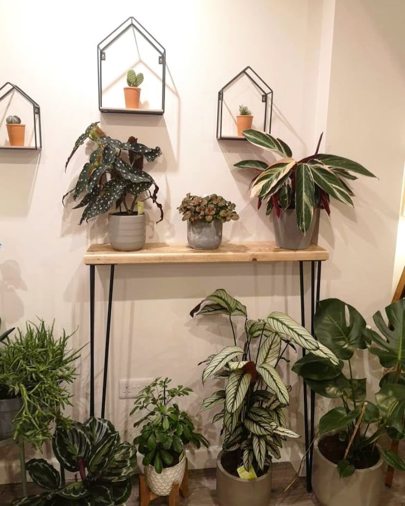 May include: A wooden console table with black hairpin legs, featuring a variety of potted plants, including a large green plant with white stripes, a small green plant with white spots, and a small green plant with red leaves. The table is decorated with three small black metal shelves, each holding a small potted plant.