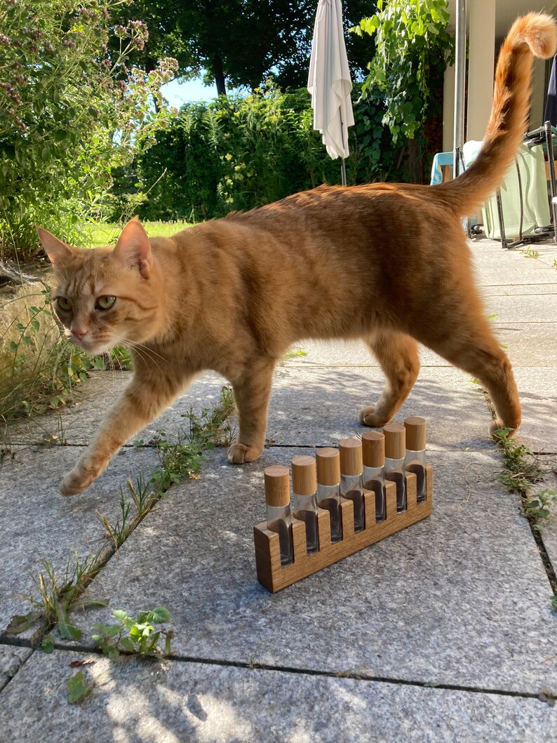 May include: A ginger cat walks past a wooden spice rack with eight glass jars and wooden lids. The rack is on a gray stone patio.
