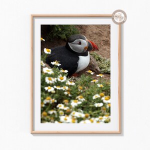 May include: A framed photograph of a puffin sitting in a field of white daisies. The puffin has black and white feathers and a bright orange beak.