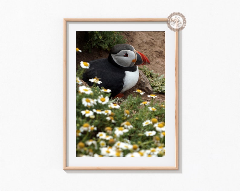 May include: A framed photograph of a puffin sitting in a field of white daisies. The puffin has black and white feathers and a bright orange beak.