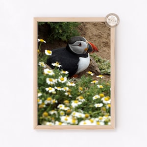 May include: A black and white puffin with an orange beak sits in a field of white daisies with green stems. The puffin is looking to the right of the image.