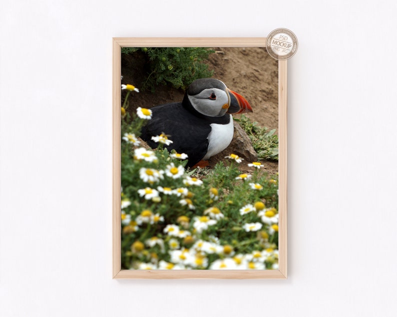 May include: A black and white puffin with an orange beak sits in a field of white daisies with green stems. The puffin is looking to the right of the image.