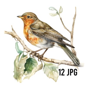 Clipart de aquarela de tordos europeus, 12 JPGs para download digital, criação de cartões, clip art, colagem digital, criação de artesanato digital, arquivos fofos