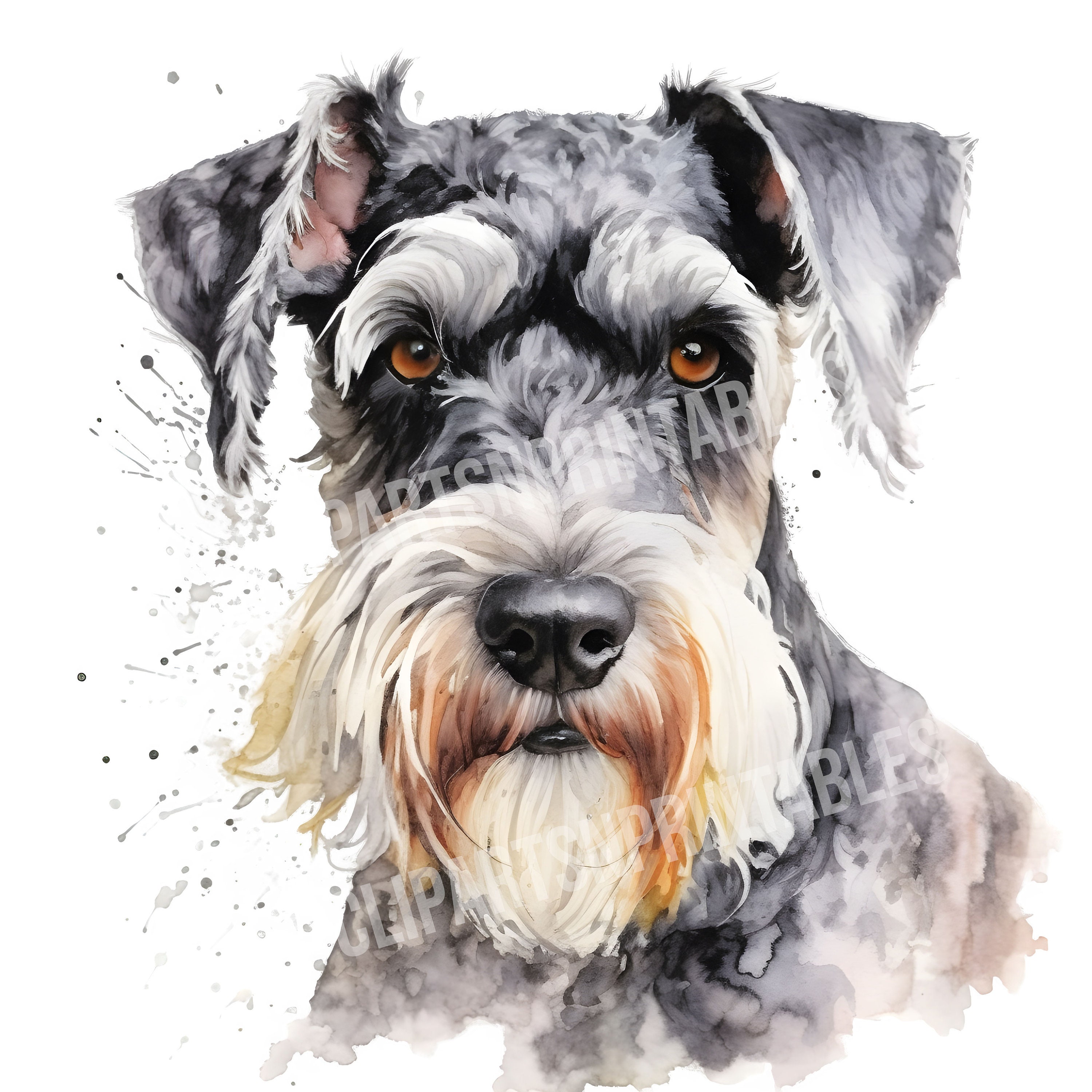Miniature Schnauzer Dog Clipart, 12 JPG and PNG Files for Digital