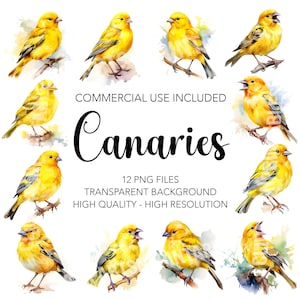 Canaries Clipart, 12 High Quality Transparent Background PNGs, Birds Digital Download ,Canary Card Making, Mixed Media, Digital Paper Craft