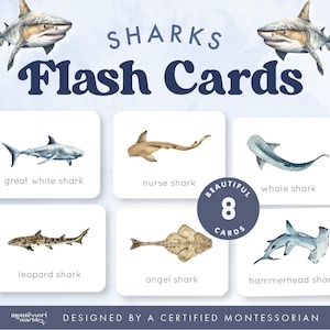 Sharks Flash Cards | 8 Species Watercolor Art | Ocean Marine Biology Ages 5-10 | Shark Week Printable PDF
