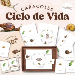 CICLO DE VIDA de un Caracol | cycle de vie des escargots en espagnol | Cartes de nomenclature Montessori | Matériel d'espagnol pour les études sociales