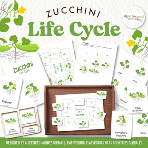 Life Cycle of a Zucchini Montessori Nomenclature Cards, Preschool Kindergarten Homeschool Activity Printable, Digital Downloads