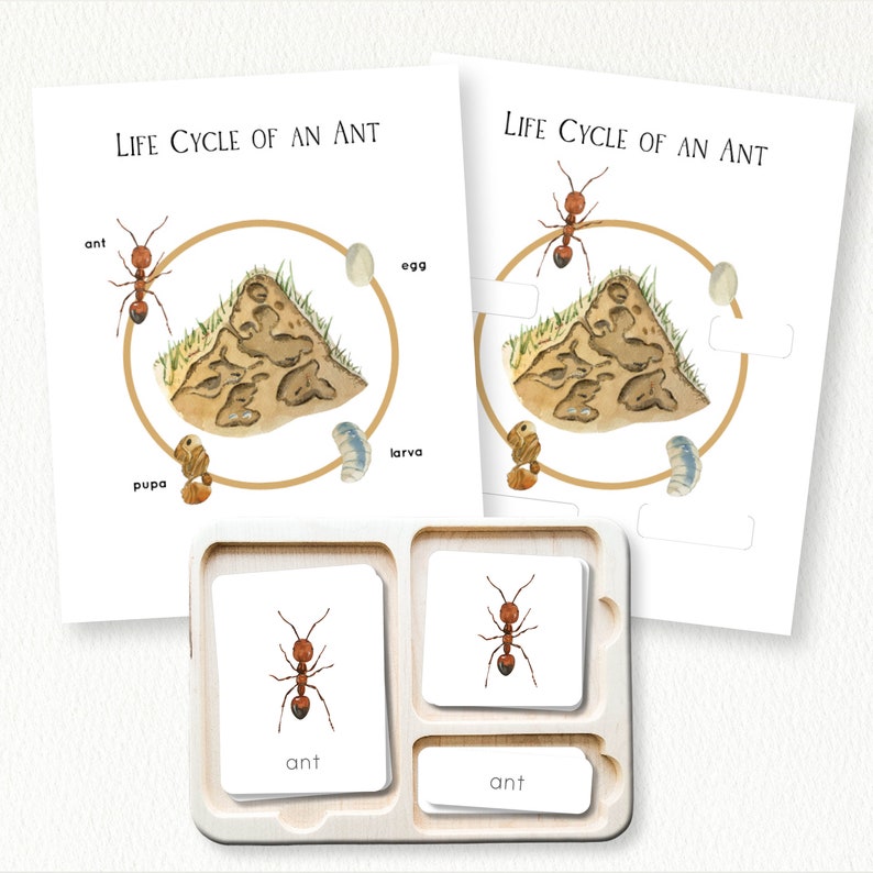 Ant Life Cycle Nomenclature Cards | Montessori Science | Sequencing ...