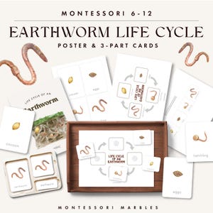 May include: Montessori educational materials featuring an earthworm life cycle poster and 3-part cards. The set includes illustrations of earthworms, cocoons, and eggs, with the text "Earthworm Life Cycle" and "Montessori Marbles".