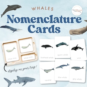 BALEINES Cartes de nomenclature Montessori | Types de baleines | imprimable pour la maternelle préscolaire | Mammifères marins et animaux marins | Semaine de la baleine