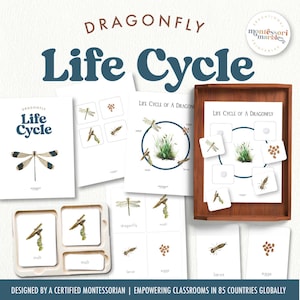 Montessori Dragonfly Life Cycle Nomenclature Cards | Sequencing Activity Ages 3-6 | Nature Study Printables