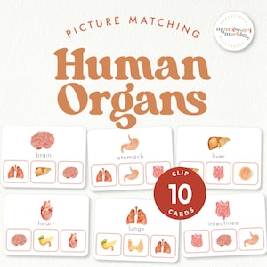 May include: Educational picture matching cards featuring watercolor illustrations of human organs including the brain, stomach, liver, heart, lungs, and intestines. The text reads Picture Matching Human Organs and Clip 10 Cards with a Montessori Marbles logo.